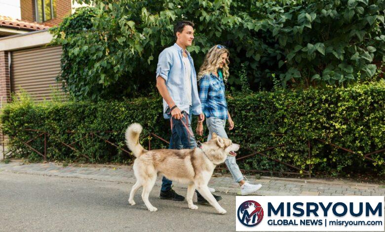 Multa de até R$ 14 mil por não passear com o cão