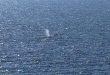 Timmy the Humpback Returns to the North Sea