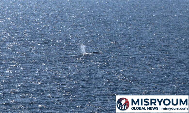 Timmy the Humpback Returns to the North Sea