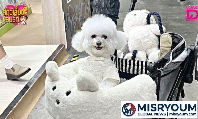 Pet Expo Thailand 2026 เปิดฉากยิ้ง ภายใต้แนวคิด Pet Lifestyle Pet Expo Thailand 2026 เปิดฉากยิ้ง ภายใต้แนวคิด Pet Lifestyle
