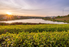 Managed Agriculture Disrupts Predictability in Earth’s Critical Zone