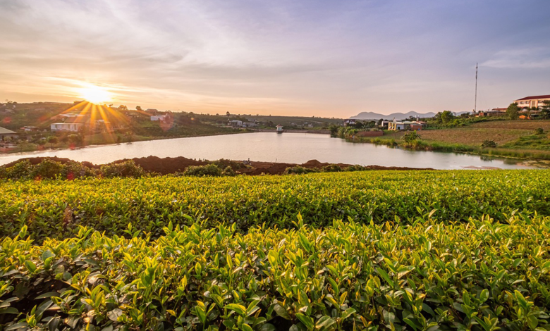 Managed Agriculture Disrupts Predictability in Earth’s Critical Zone