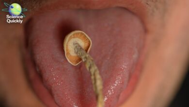 Psychedelic Therapy Push: What Science Says