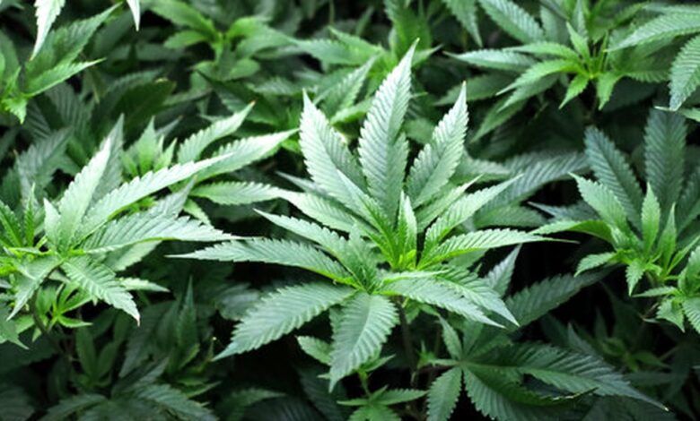 What marijuana rescheduling should mean in practice, MISRYOUM poll finds