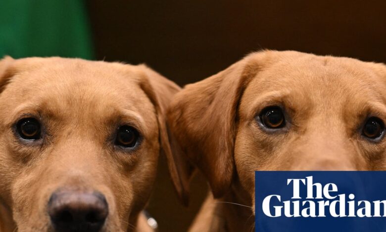 Dogs’ brains shrank at least 5,000 years ago