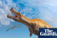 Irritator dinosaur skull to return to Brazil