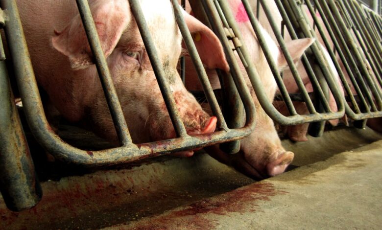 Congress moves to overturn gestation crate bans after voter victories Congress moves to overturn gestation crate bans after voter victories