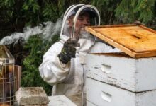 A college student is funding his tuition by raising bees and selling honey: 'This is the ultimate side business'