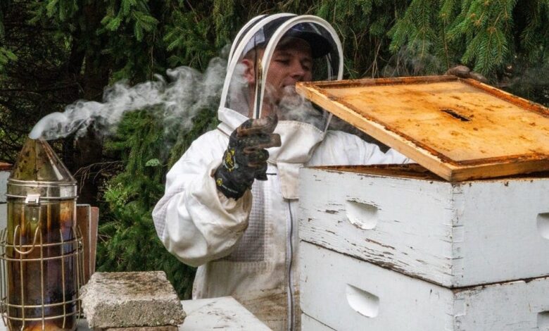 A college student is funding his tuition by raising bees and selling honey: 'This is the ultimate side business'