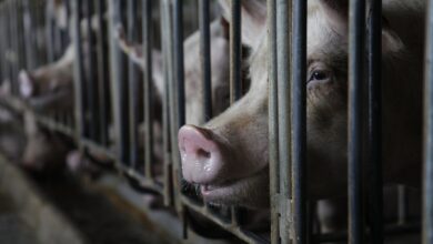 GOP Bill: Pigs Could Be Condemned to Crates They Can’t Turn In
