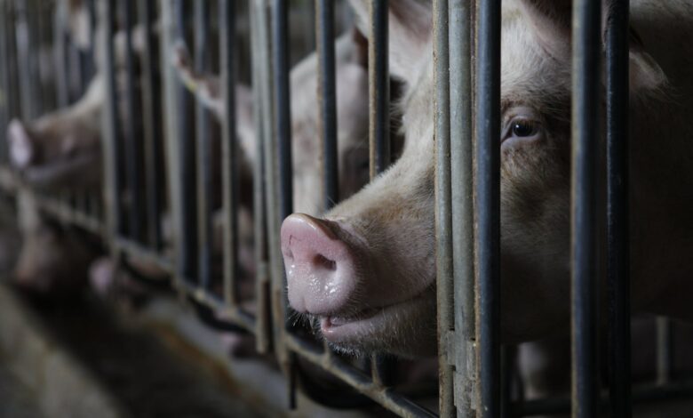 GOP Bill: Pigs Could Be Condemned to Crates They Can’t Turn In