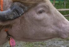 Bangladesh Spares Albino Buffalo After Security Alarm