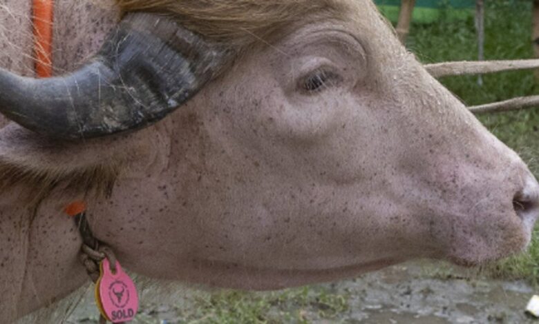 Bangladesh Spares Albino Buffalo After Security Alarm Bangladesh Spares Albino Buffalo After Security Alarm