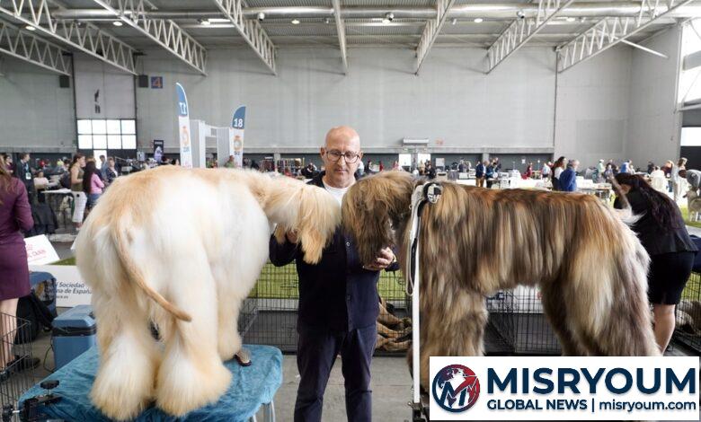 Pasarela canina en la Feria de Valladolid: más de 2.000 perros y 300 razas Pasarela canina en la Feria de Valladolid: más de 2.000 perros y 300 razas