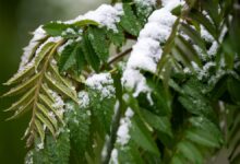 Colorado snowstorm intensifies, forecast snowfall totals increase