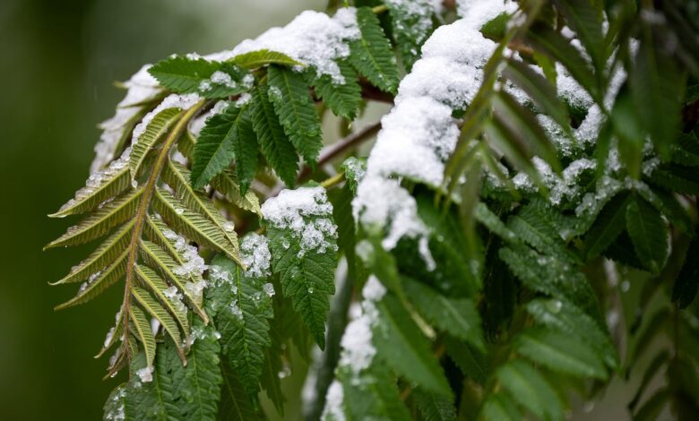 Colorado snowstorm intensifies, forecast snowfall totals increase