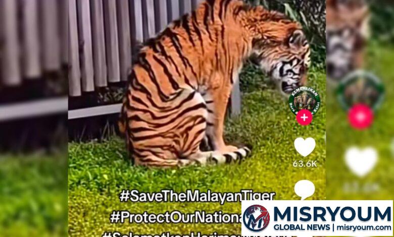Isu Harimau Kurus di Zoo Tennoji Bukan Harimau Malaya