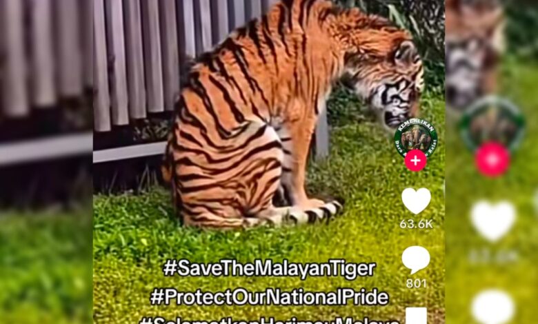 Harimau kurus di Zoo Tennoji bukan Harimau Malaya, kata Misryoum