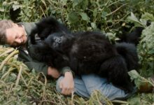 Legend. Icon. Prophet. David Attenborough on the cusp of 100