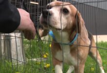 Ridglan Farms beagles: Dogs released Friday the first of hundreds