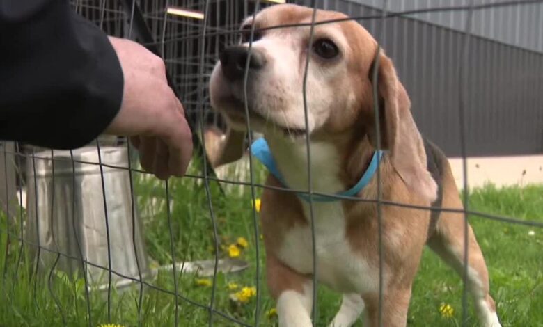 Ridglan Farms beagles: Dogs released Friday the first of hundreds