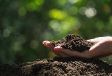 Maine students accidentally ate dirt meant for science