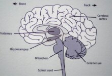 Study reveals a surprising cause of cognitive decline—and the key to reversing it