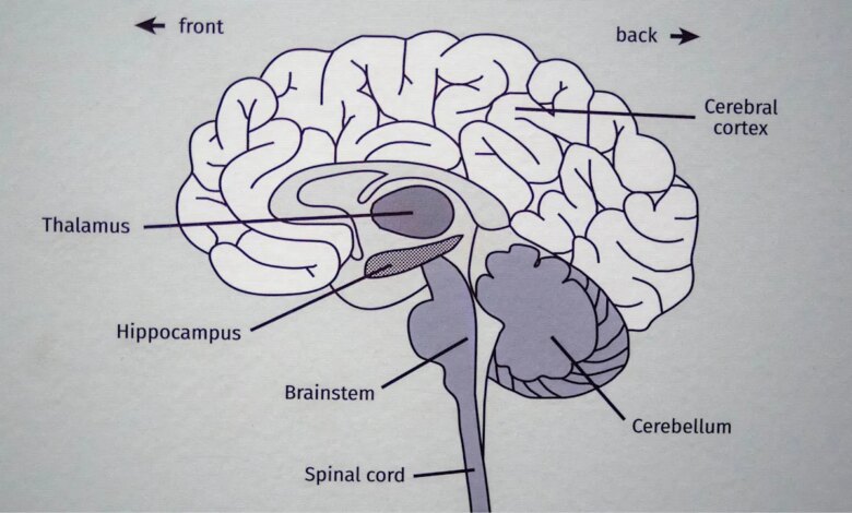 Study reveals a surprising cause of cognitive decline—and the key to reversing it