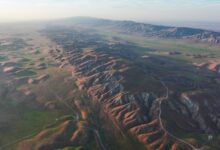 Heat records in the West reshape ecosystems