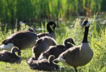 Boston goose attack video sparks debate, researcher responds