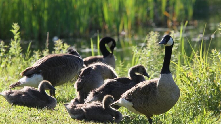 Boston goose attack video sparks debate, researcher responds