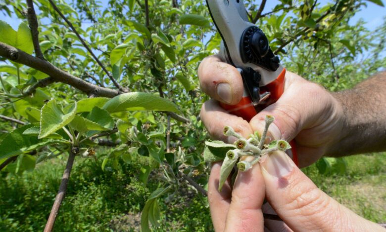 Moore asks for disaster aid after late freeze devastates farms