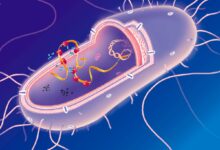 AI Designs Near-19 Amino-Acid Ribosomes in E. coli