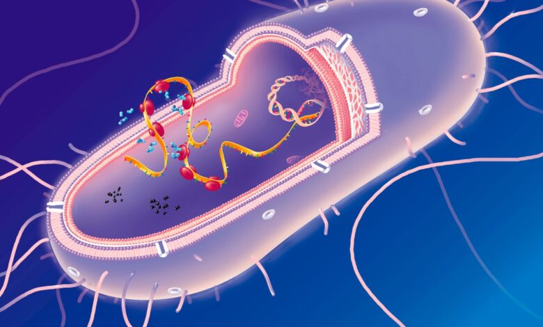 AI Designs Near-19 Amino-Acid Ribosomes in E. coli