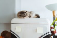 Why Cats Pick Weird Naps: Safety, Heat, Trust