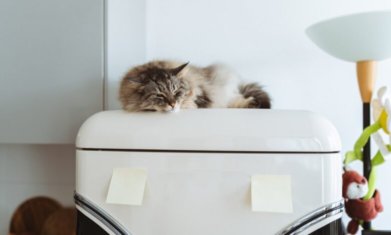 Why Cats Pick Weird Naps: Safety, Heat, Trust