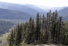Trump seeks to lift park hunting limits under new Interior plan