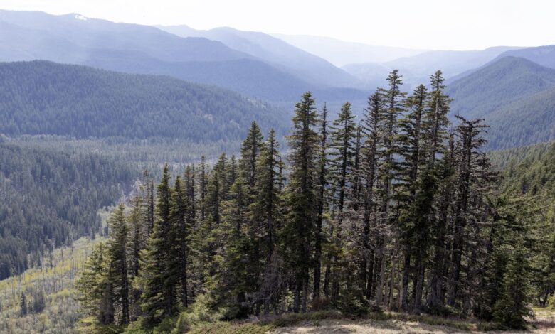 Trump seeks to lift park hunting limits under new Interior plan