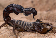 Scorpions “tune” their stingers with metals like a built-in upgrade