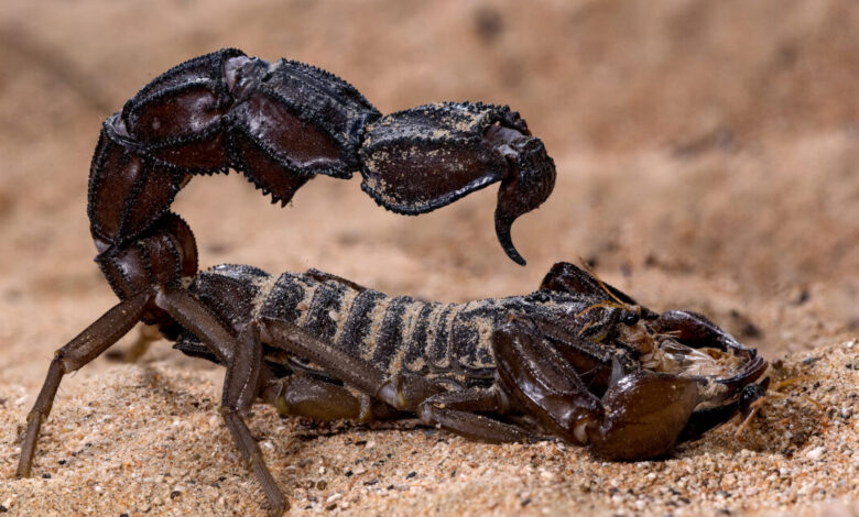 Scorpions “tune” their stingers with metals like a built-in upgrade
