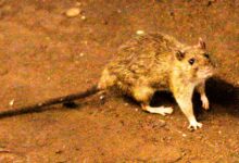 A suspected hantavirus outbreak on a cruise ship in the Atlantic Ocean kills 3 people, WHO says