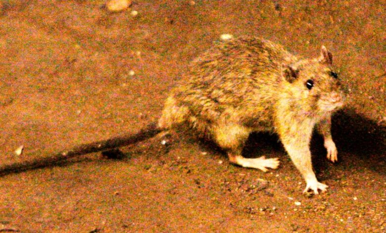 A suspected hantavirus outbreak on a cruise ship in the Atlantic Ocean kills 3 people, WHO says