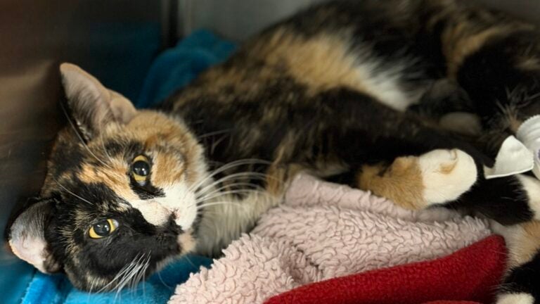 Cat Survives Ten-Story Fall as Angell Treats Injuries