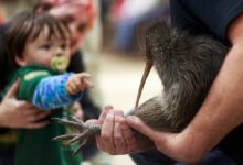 Wellington’s Kiwi Comeback: Citizen Campaign Returns Birds