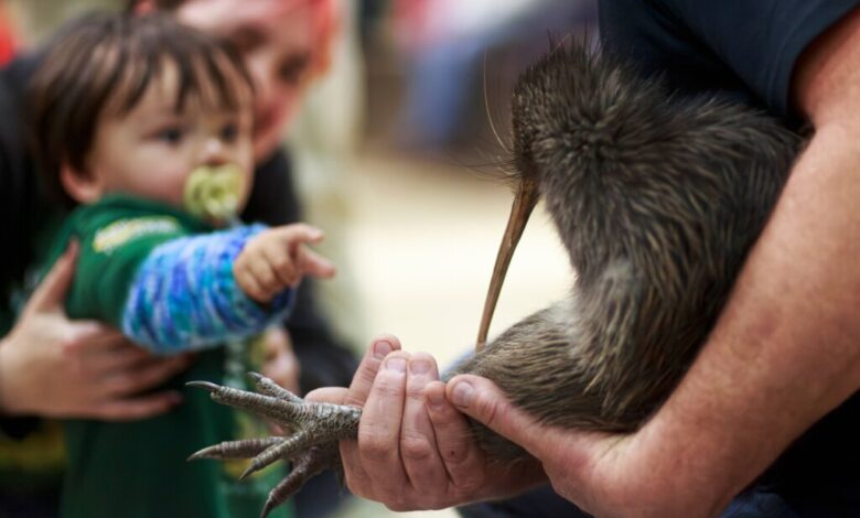 Wellington’s Kiwi Comeback: Citizen Campaign Returns Birds