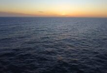 Giant squid detected in deep-sea canyon off coast of Australia | Discover Wildlife