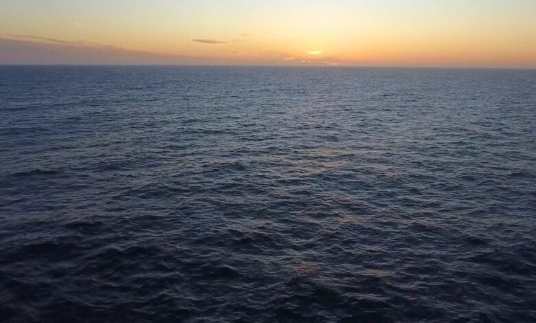 Giant squid detected in deep-sea canyon off coast of Australia | Discover Wildlife
