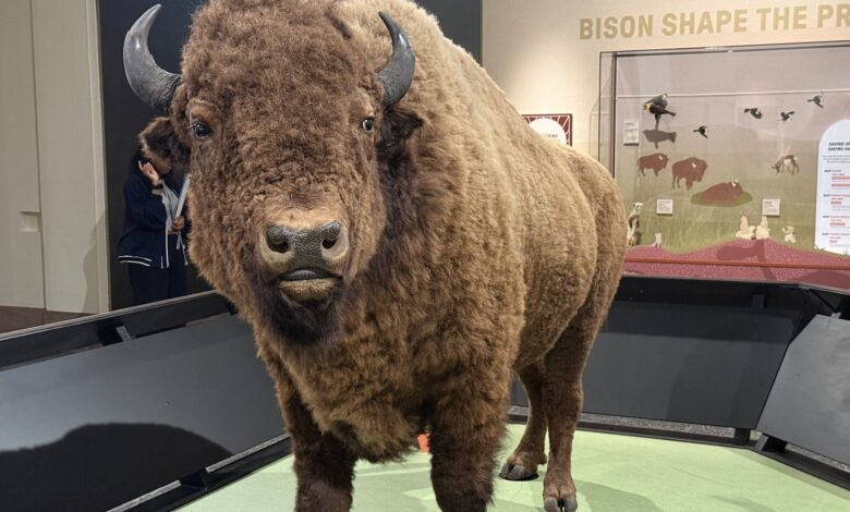 Smithsonian exhibit spotlights bison comeback Smithsonian exhibit spotlights bison comeback