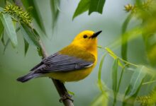 Spring Bird Migration: The Sky’s Seasonal Return
