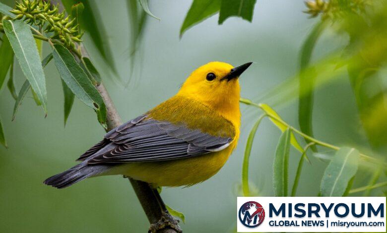 Spring Bird Migration: The Sky’s Seasonal Return